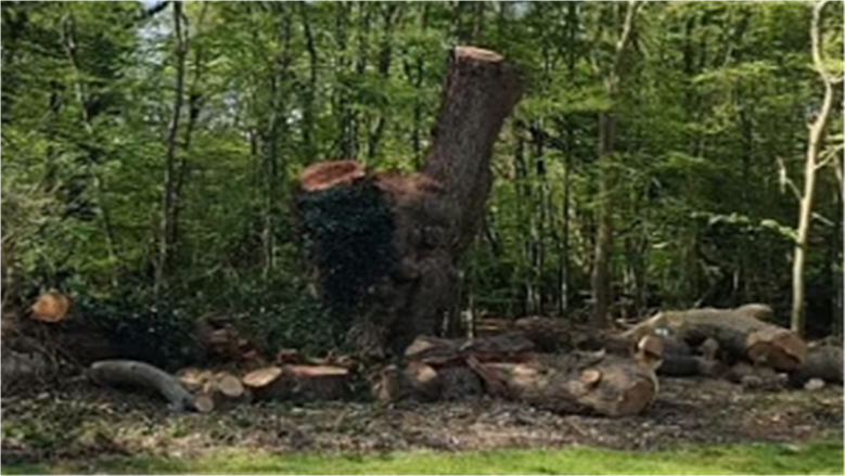 قطع شجرة بلوط تاريخية يُهدّد بإخلاء مطعم في لندن