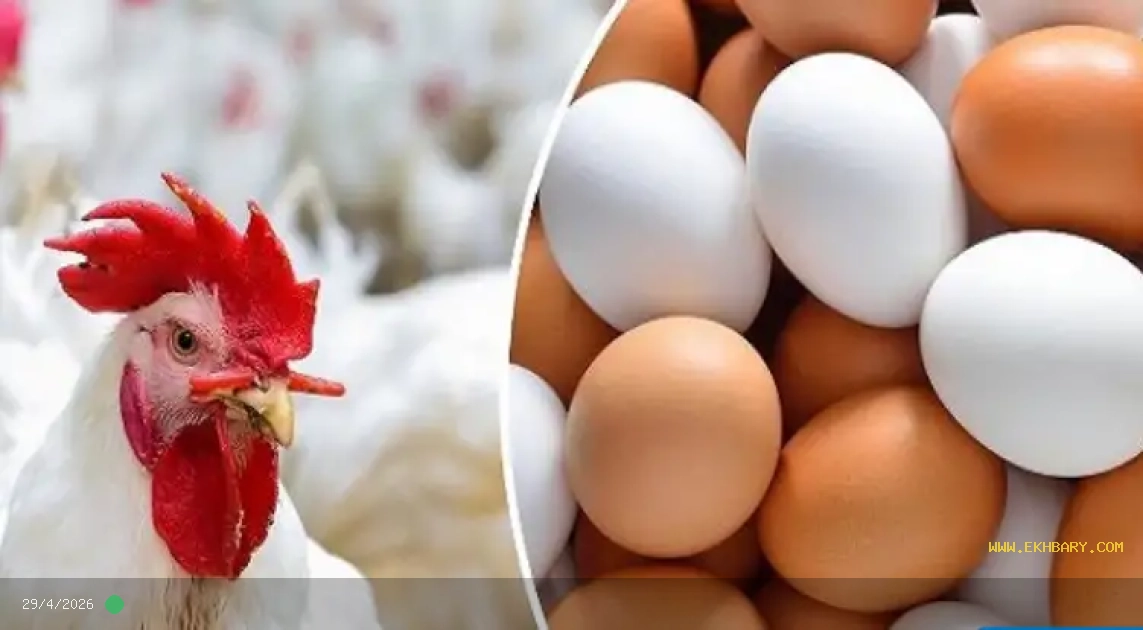 أسعار الفراخ اليوم الاحد 25 في السوق