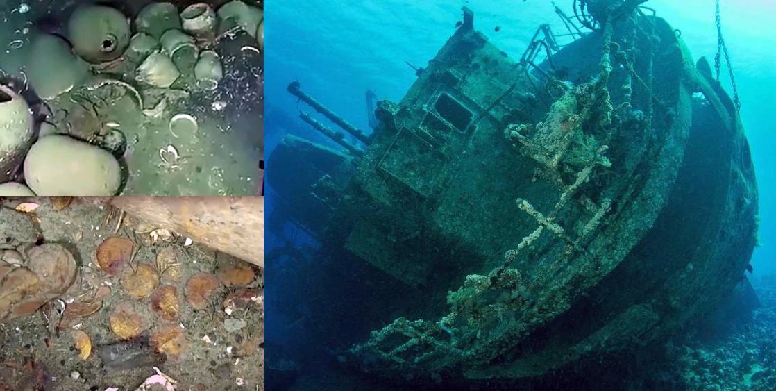اكتشاف 250 سفينة محملة بالكنوز في مياه البرتغال وجزر الأزور