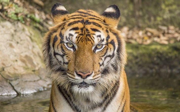 यूरोपीय डेटा के मामले में अमेरिकी और चीनी फर्मों पर भरोसा नहीं करते