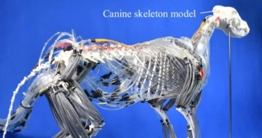 باحثون يطورون روبوتًا مستوحى من حركة الكلاب لتحقيق كفاءة أعلى