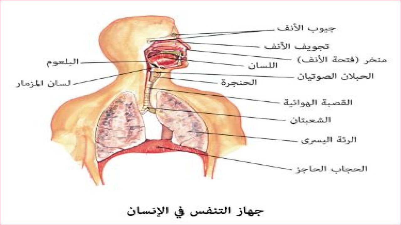 لغز الأنف: اكتشف الأسرار المدهشة لفتحتيك!
