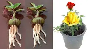  النباتات الطبية
