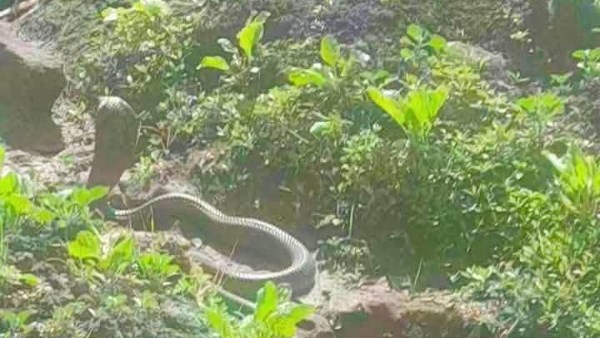 صورة من القرية