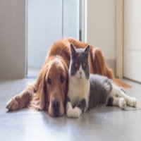 الحيوانات الأليفة بين المحبين والكارهين على مواقع التواصل الاجتماعي