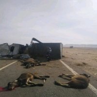 انقلاب سيارة محملة بالمواشى وإصابة سائقها فى قنا   